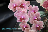 Exotic orchids in Yerevan Botanical Garden