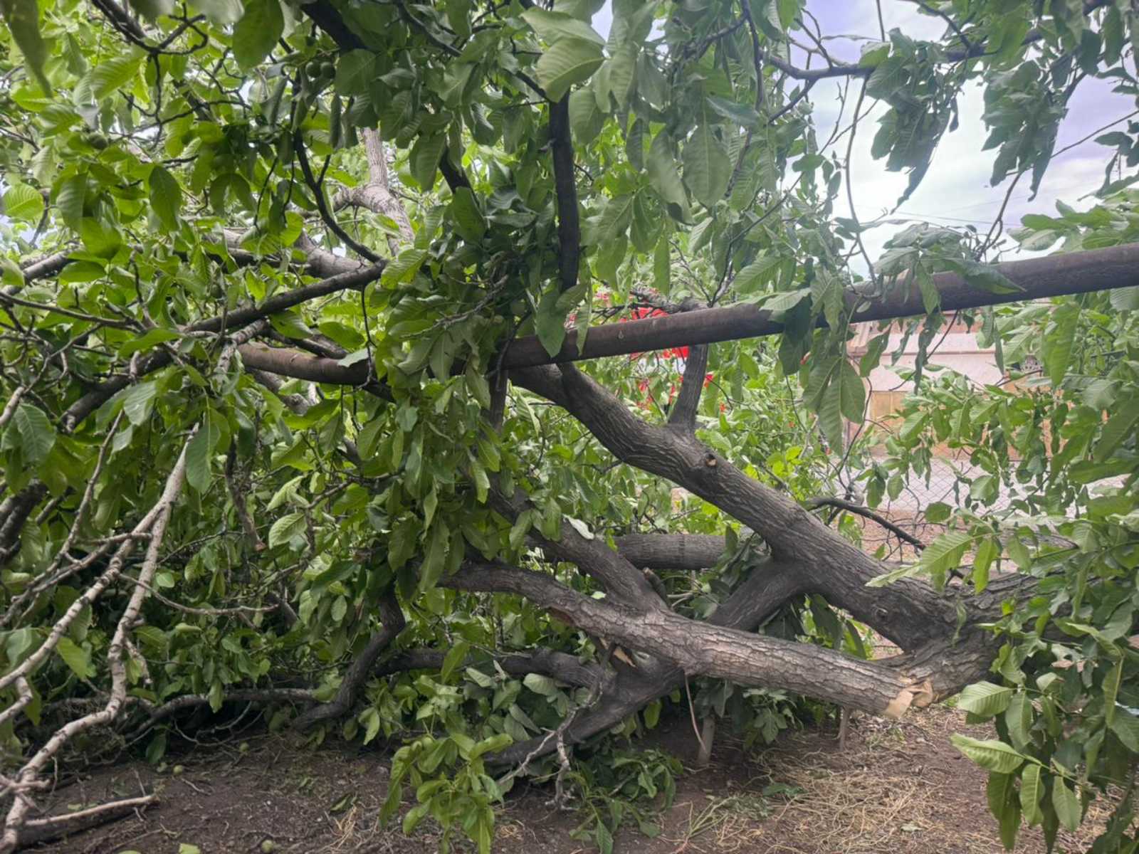 Քամու հետևանքով Երևանում և մի շարք մարզերում ծառեր են տապալվել, վնասվել տանիքներ. Լուսանկարներ