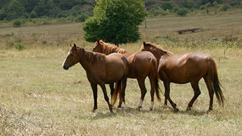 Азербайджанский коневод: В Азербайджане почти нет чистокровных ...