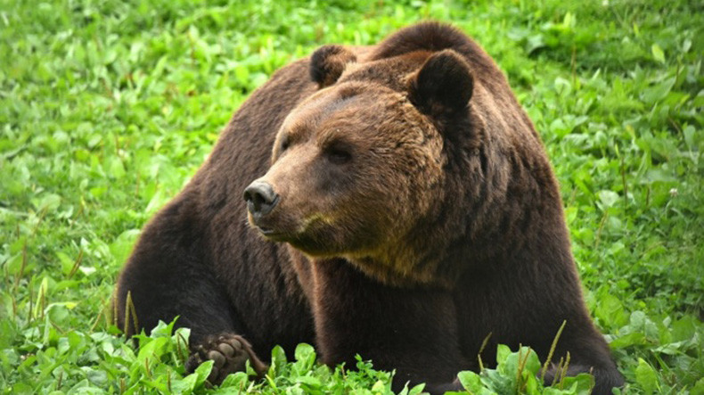 На севере Тувы мужчина, защищаясь от напавшего на него медведя, откусил хищнику язык
