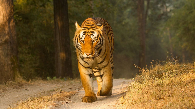 Индийский тигр совершил рекордное путешествие - Панорама | Новости Армении